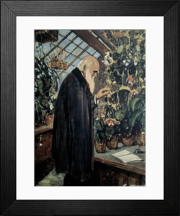 Framed Print : DARWIN, Charles Robert (1809-1882). British naturalist, author of the theory of evolution by natural selection. Painting; Oil on canvas. UNITED KINGDOM. ENGLAND. Down. Down House Framed Print : DARWIN, Charles Robert (1809-1882). British naturalist, author of the theory of evolution by natural selection. Painting; Oil on canvas. UNITED KINGDOM. ENGLAND. Down. Down House