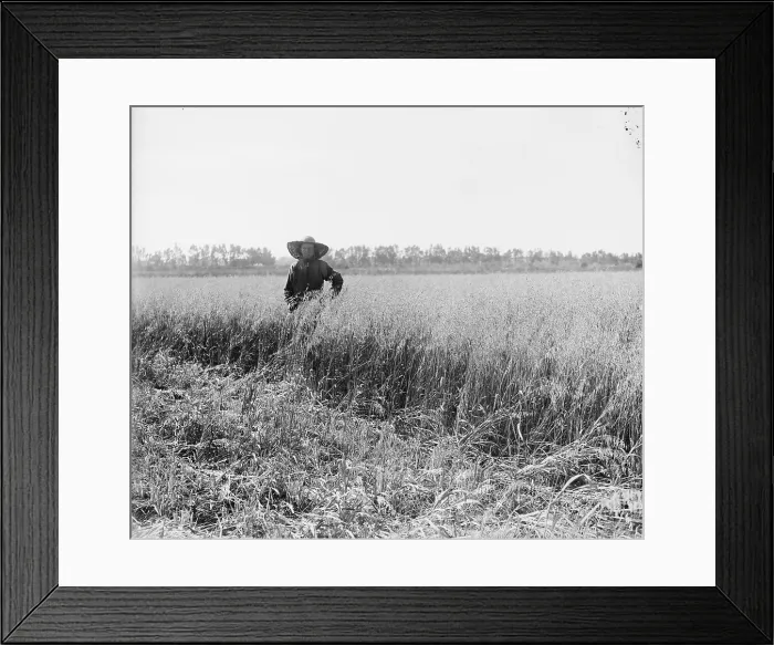 Framed Print : Portrait of a Jewish settler in a field of ripe grain on a kibbutz. Palestine, ca. 1920-39