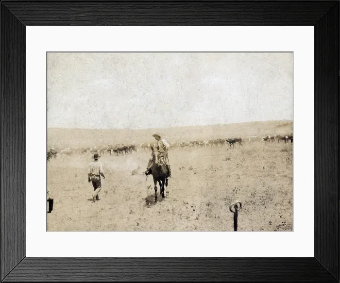 Framed Print : Snaking in a calf. A Texas cowboy on horseback a calf on a rope and another cowboy walking toward the calf during a branding scene at the Spur Ranch in Texas. photo by Erwin E