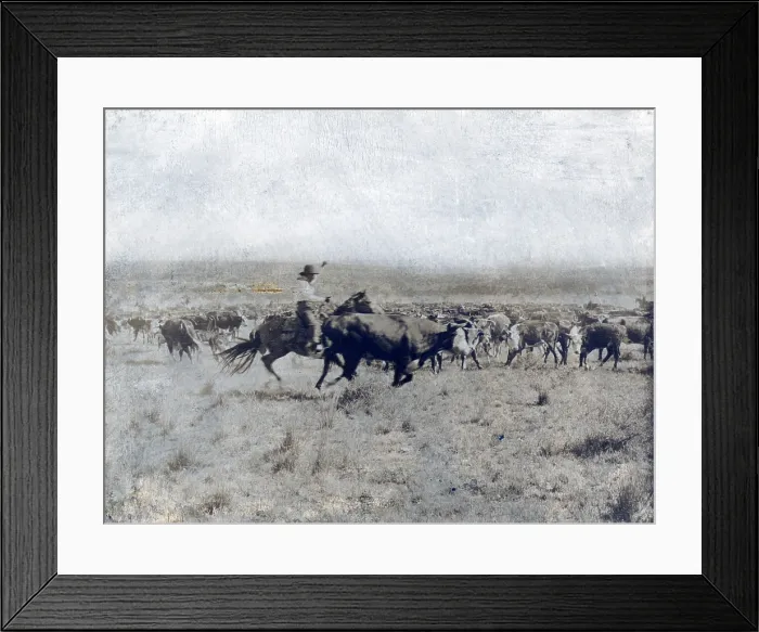Framed Print : A Texas cowboy on horseback separating a cow from the rest of the herd on the LS range in Texas. photo by Erwin E. Smith, 1907 Framed Print : A Texas cowboy on horseback separating a cow from the rest of the herd on the LS range in Texas. photo by Erwin E. Smith, 1907
