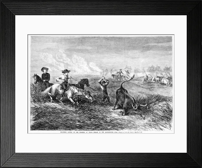 Framed Print : Cowboys branding cattle on the prairies of Texas. Woodcut from a sketch by James E. Taylor. Frank Leslie's illustrated newspaper, 1867 Framed Print : Cowboys branding cattle on the prairies of Texas. Woodcut from a sketch by James E. Taylor. Frank Leslie's illustrated newspaper, 1867