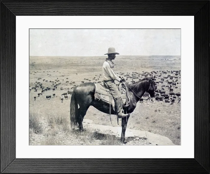 Framed Print : A Texas cowboy on horseback on a knoll looking down at a herd of cattle on the range, LS Ranch in Texas. photo by Erwin E. Smith, 1907