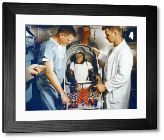 Framed Print : Ham, a three-year-old chimpanzee, in his biopack couch Framed Print : Ham, a three-year-old chimpanzee, in his biopack couch