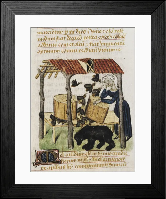 Framed Print : Picking honey. Picture of 'Tractatus de herbis', edition of 15th c. of the work 'De Materia Medica' by Pedanius Dioscorides (fol 92r.). Gothic art