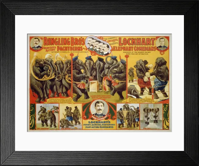 Framed Print : Poster for Ringling Bro's circus featuring a performing elephants, playing musical instruments and boxing Framed Print : Poster for Ringling Bro's circus featuring a performing elephants, playing musical instruments and boxing