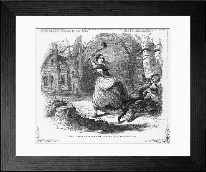 Framed Print : Deadly attack of a wolf upon a man, and heroic conduct of the man's wife. Woodcut ca 1867 Framed Print : Deadly attack of a wolf upon a man, and heroic conduct of the man's wife. Woodcut ca 1867