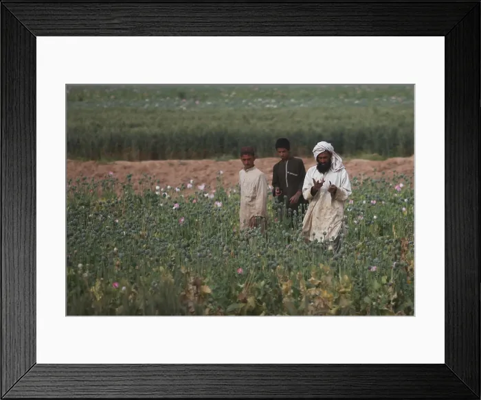 Framed Print : Afghan farmers walk in their poppy fields as harvesting season nears