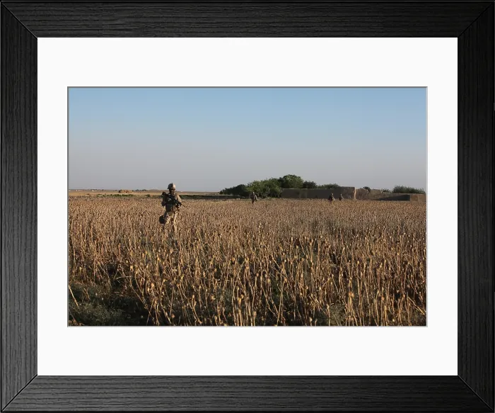 Framed Print : U.S. Marines patrol through a poppy field in Washir Afghanistan. Afghan government officials are sponsoring a program to replace poppy crops with wheat Framed Print : U.S. Marines patrol through a poppy field in Washir Afghanistan. Afghan government officials are sponsoring a program to replace poppy crops with wheat