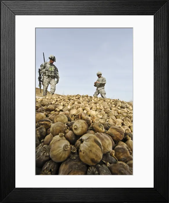 Framed Print : U.S. Army Colonel and his Afghan interpreter discover a pile of dried poppy plants in Badula Qulp Helmand province Afghanistan Feb Framed Print : U.S. Army Colonel and his Afghan interpreter discover a pile of dried poppy plants in Badula Qulp Helmand province Afghanistan Feb