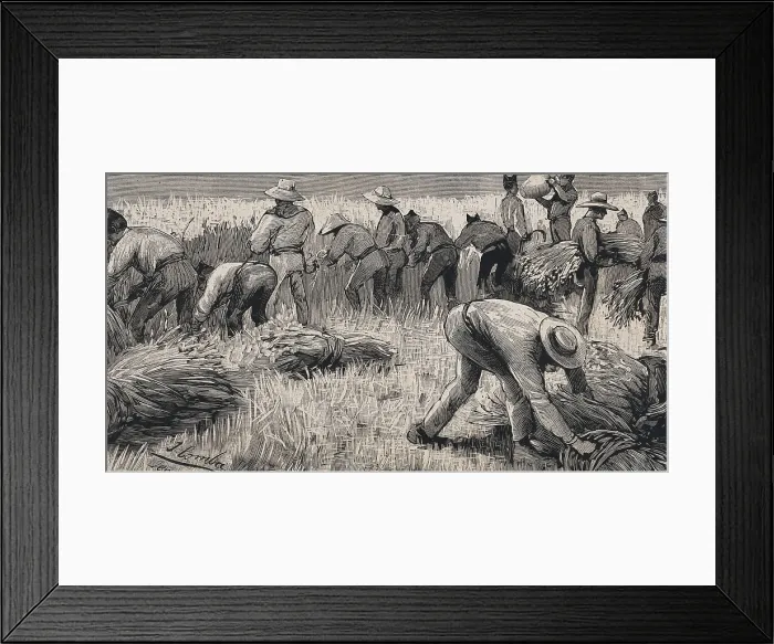 Framed Print : Spain (19th c.). Soldiers of the hunters battalion of Puerto Rico used in the harvest during a strike in Jerez de la Frontera. Etching Framed Print : Spain (19th c.). Soldiers of the hunters battalion of Puerto Rico used in the harvest during a strike in Jerez de la Frontera. Etching
