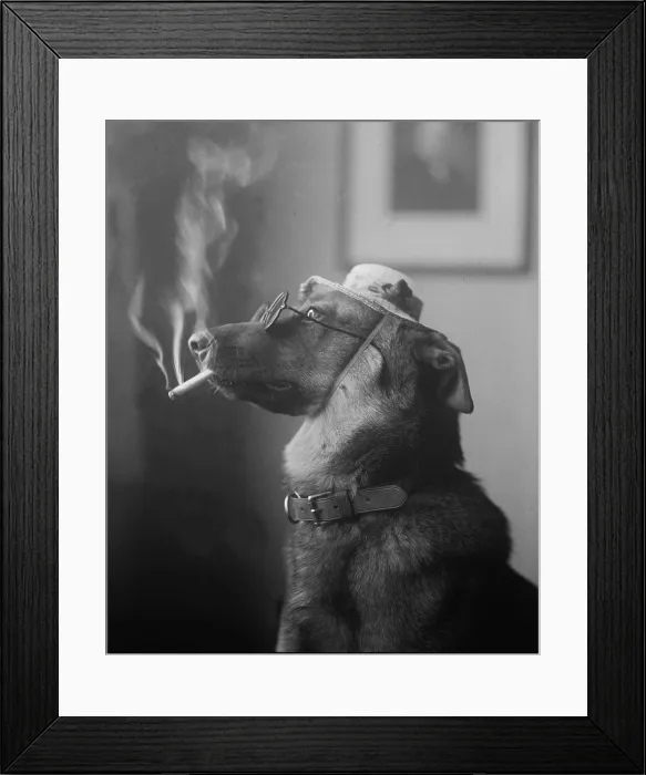 Framed Print : Humorous photo of a dog smoking a cigarette in 1923. Before the health hazards were known, cigarette smoking became widespread in the early 20th century