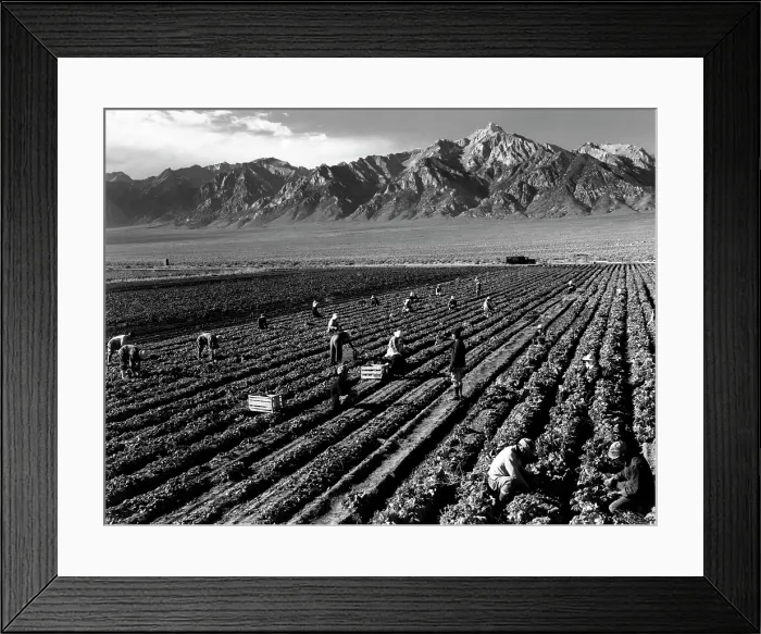 Framed Print : World War II, Bird's-eye view of Manzanar Relocation Center, showing farm workers in the fields, Mt. Williamson in background. California. photograph by Ansel Adams. 1943 Framed Print : World War II, Bird's-eye view of Manzanar Relocation Center, showing farm workers in the fields, Mt. Williamson in background. California. photograph by Ansel Adams. 1943
