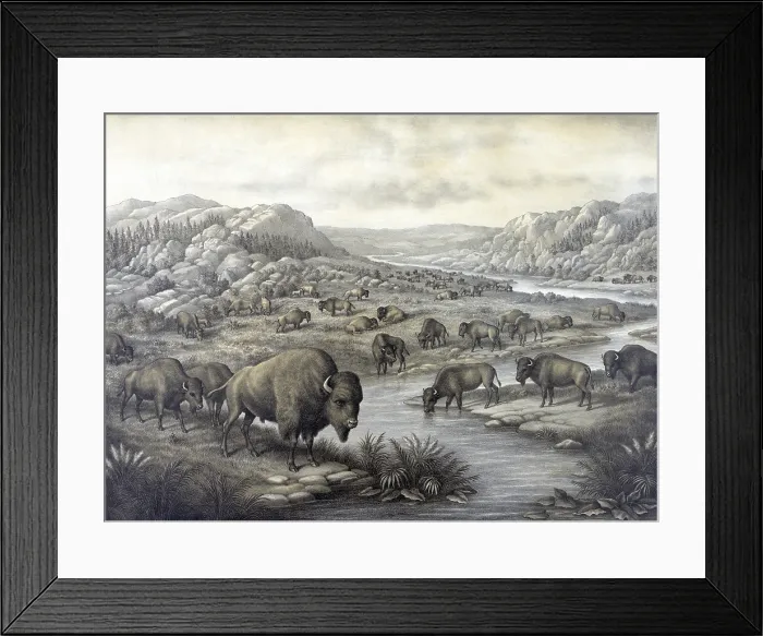 Framed Print : Buffaloes at rest. Lithograph ca. 1911 Framed Print : Buffaloes at rest. Lithograph ca. 1911