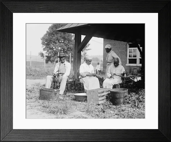 Framed Print : Elderly African Americans who were once slaves work together in a rural setting in 1920