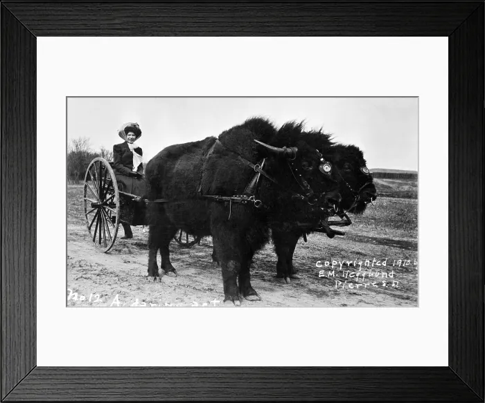 Framed Print : A Daring act! Woman on cart drawn by two bison. Postcard c1910
