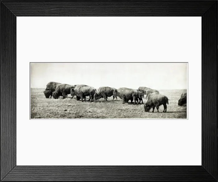 Framed Print : American bison herd, callotype, 1906 Framed Print : American bison herd, callotype, 1906