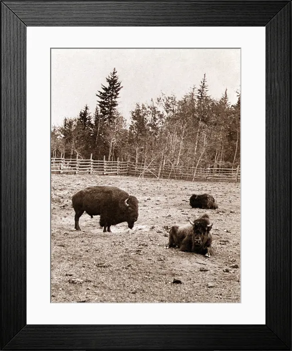 Framed Print : Group of Buffalo, Dott Island, Yellowstone Lake. albumen stereograph, by B.F. Hoyt, 1897