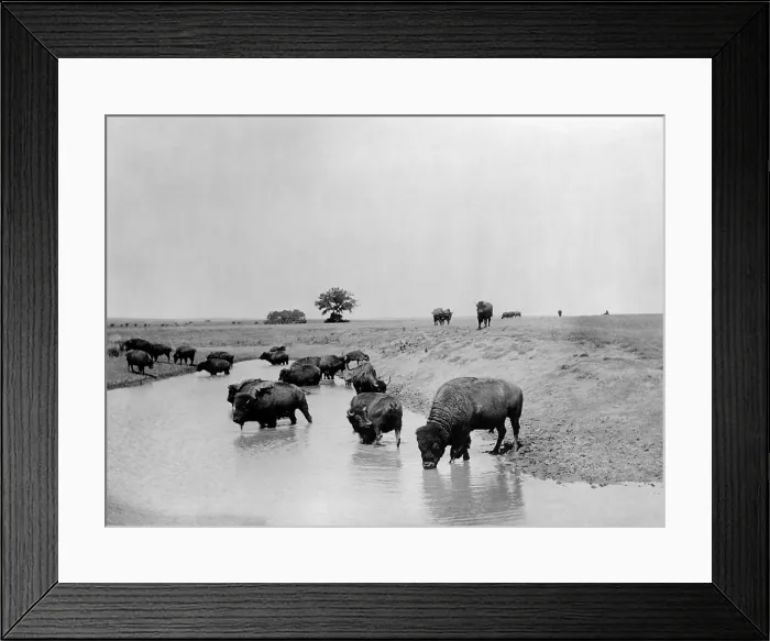 Framed Print : Buffalo at water. A herd of bison at a lake in Yellowstone National Park. c1905