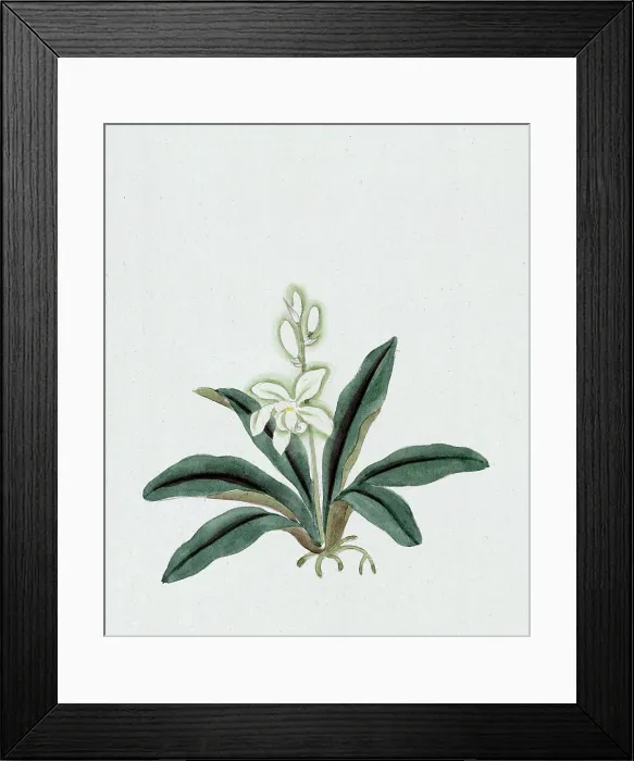 Framed Print : Color ink drawing depicting orchid (possibly a gin-ran) with white flowers with long green fronds, 1870s Framed Print : Color ink drawing depicting orchid (possibly a gin-ran) with white flowers with long green fronds, 1870s