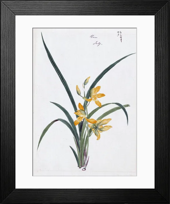 Framed Print : Color ink drawing depicting orchid (possibly a gin-ran) with yellow flowers and long green fronds, 1870s