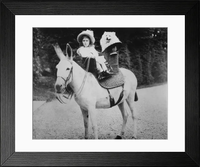 Framed Print : Franklin Roosevelt as a toddler seated on a donkey at Hyde Park. 1884. He rides in an basketry saddle with a fluffy white dog. (BSLOC_2013_6_1)