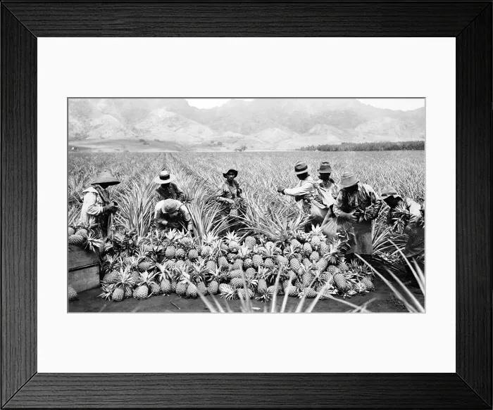 Framed Print : Scene on a pineapple plantation, with harvested pineapples, Hawaii. ca. 1910-1920