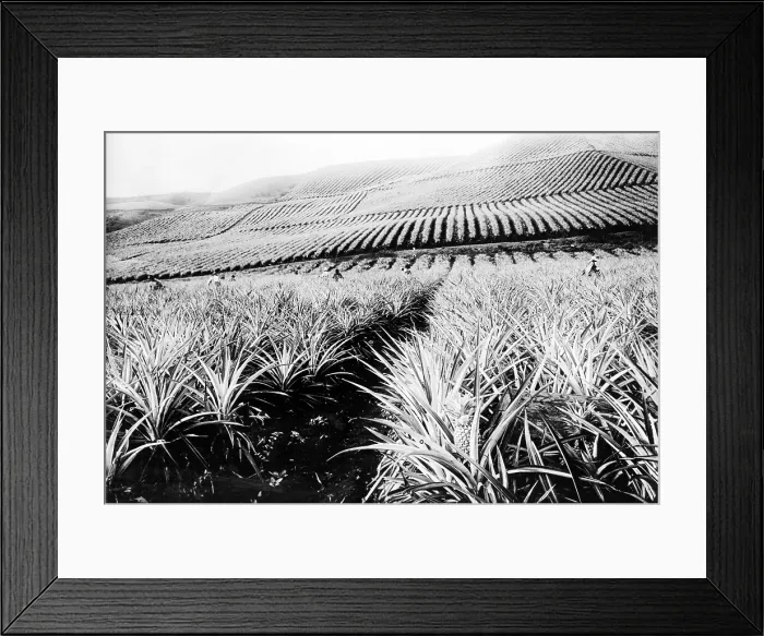 Framed Print : A pineapple plantation, Hawaii. ca. 1910-1920