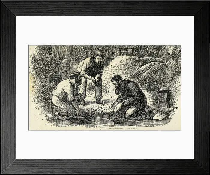Framed Print : Australia (1880). The life of the gold diggers in Botany-Bay (founded in 1788). Engraving. AISA / Everett Collection (14832)**US SALES ONLY** Framed Print : Australia (1880). The life of the gold diggers in Botany-Bay (founded in 1788). Engraving. AISA / Everett Collection (14832)**US SALES ONLY**
