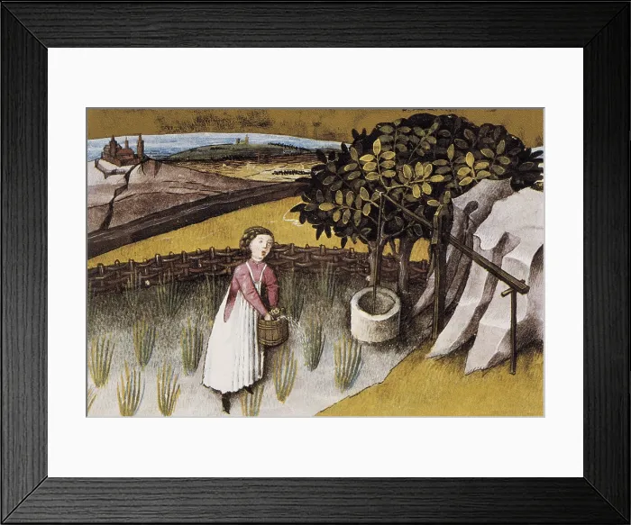 Framed Print : Codex Granatensis: De natura rerum. 1400. Illustration about garlic. Edition of Granada of the original of the 13th C. Gothic art. Miniature Painting. SPAIN. Granada Framed Print : Codex Granatensis: De natura rerum. 1400. Illustration about garlic. Edition of Granada of the original of the 13th C. Gothic art. Miniature Painting. SPAIN. Granada