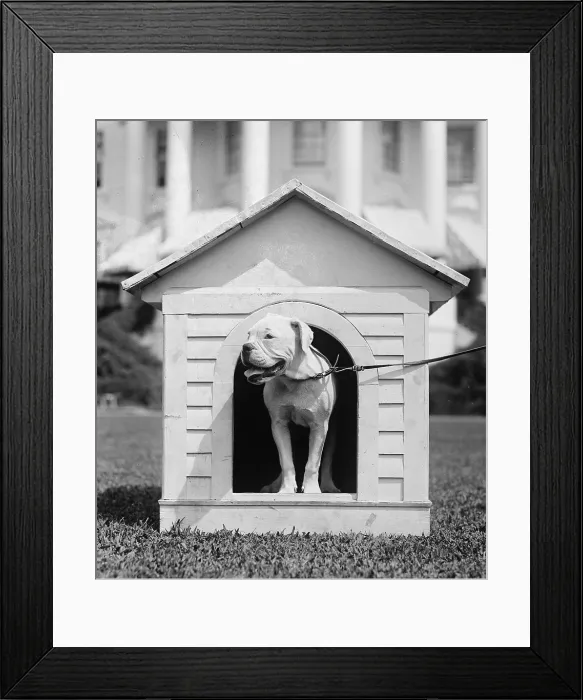 Framed Print : Mrs. Harding's dog O'Boy in a doghouse on the White House lawn. Aug 11, 1921 Framed Print : Mrs. Harding's dog O'Boy in a doghouse on the White House lawn. Aug 11, 1921
