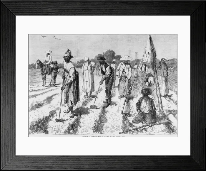 Framed Print : Ex-slaves, working in a gang on a cotton plantation with a nearby overseer in 1875, ten years after emancipation Framed Print : Ex-slaves, working in a gang on a cotton plantation with a nearby overseer in 1875, ten years after emancipation