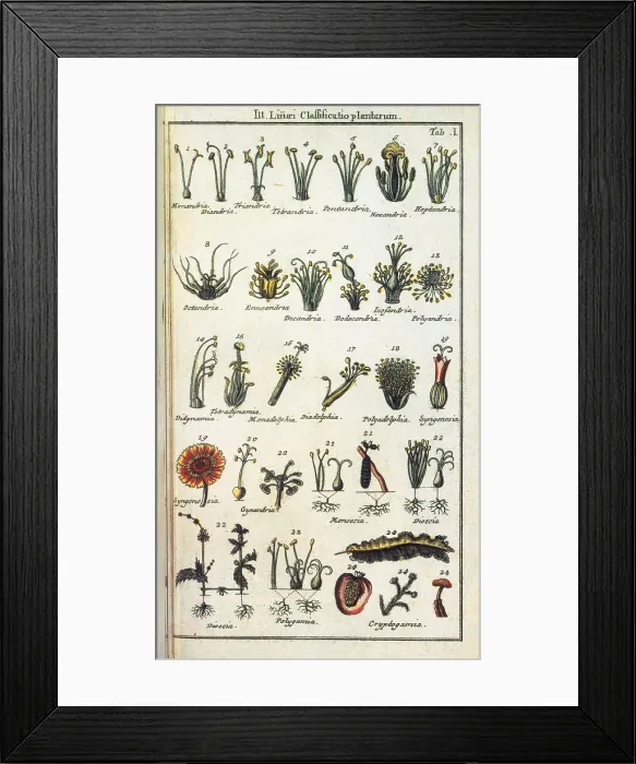 Framed Print : LINNAEUSCarolus (1707-1778). Swedish naturalist