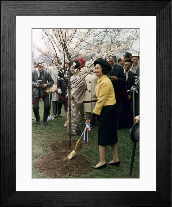 Framed Print : Lady Bird Johnson planting a tree during the annual Cherry Blossom Festival