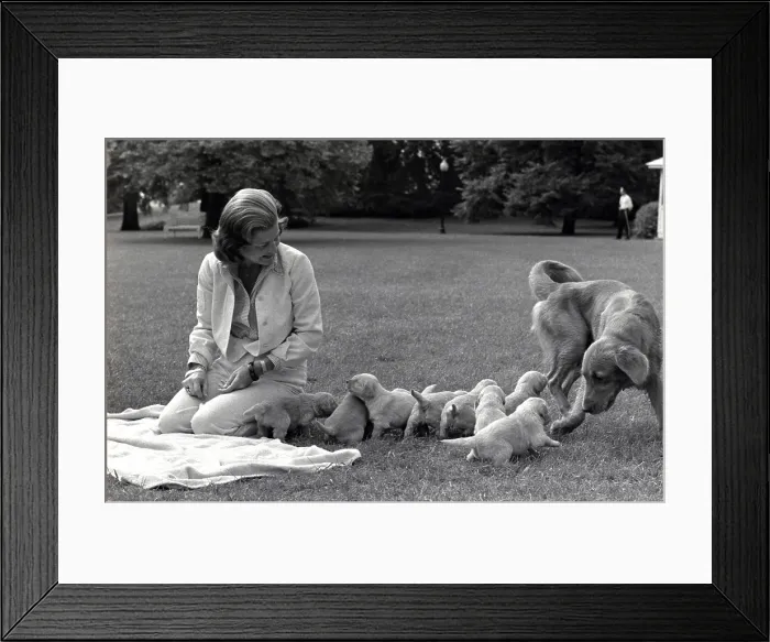 Framed Print : First Lady Betty Ford and the family's pet golden retriever, Liberty, watch over her eight puppies on the South Lawn of the White House. October 5, 1975 Framed Print : First Lady Betty Ford and the family's pet golden retriever, Liberty, watch over her eight puppies on the South Lawn of the White House. October 5, 1975