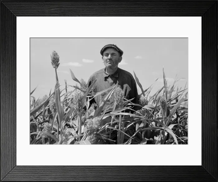 Framed Print : A farmer stands in his Sorghum field near Syracuse, Kansas. August, 1939