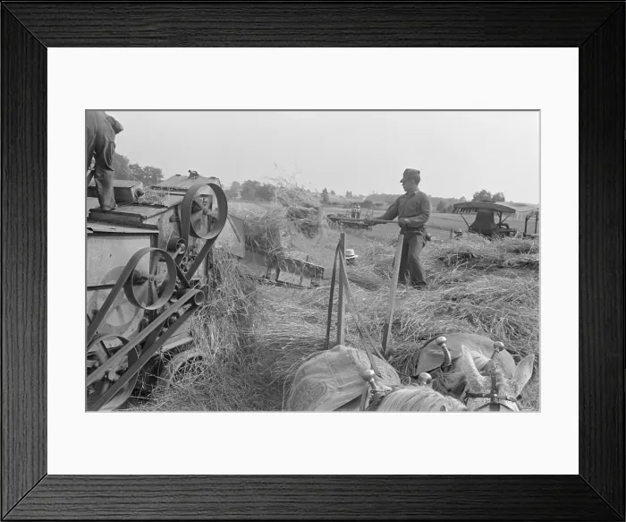 Framed Print : Threshing wheat in central Ohio. A farmer forks wheat into the feeding belt of stationary threshing machine Framed Print : Threshing wheat in central Ohio. A farmer forks wheat into the feeding belt of stationary threshing machine