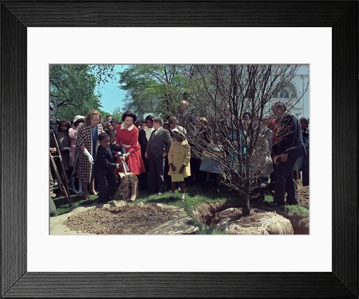 Framed Print : Lady Bird Johnson and young boy shoveling dirt during an Arbor Day Tree Planting. April 26, 1968