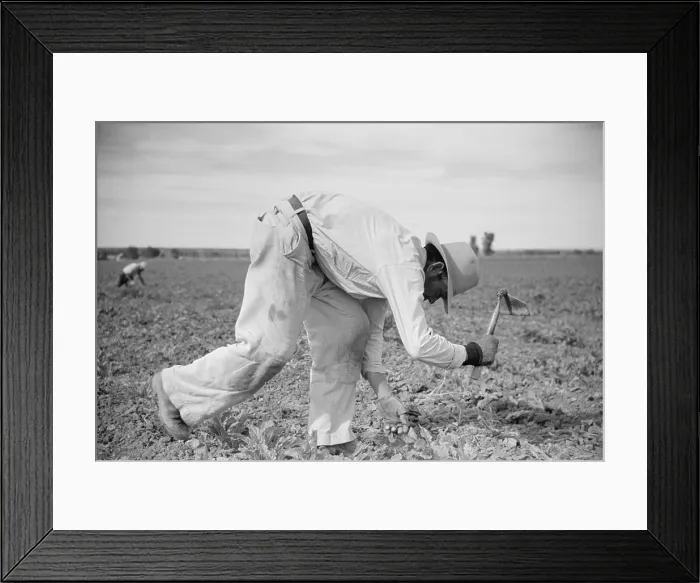 Framed Print : Energetic worker chopping sugar beets in Montana. June 1939. Photograph by Arthur Rothstein. (BSLOC_2013_6_88) Framed Print : Energetic worker chopping sugar beets in Montana. June 1939. Photograph by Arthur Rothstein. (BSLOC_2013_6_88)