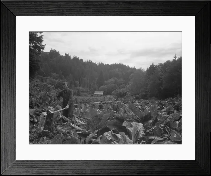Framed Print : 1930's Oregon pioneer. After taking over an abandoned homestead in the Oregon hills, a man struggles to reclaim land from skunk cabbage, ferns, and alders. June 1936