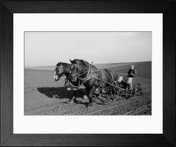 Framed Print : Spring corn planting in Jasper County, Iowa. Two large work horses pull the farmer and his seed drill across the vast field Framed Print : Spring corn planting in Jasper County, Iowa. Two large work horses pull the farmer and his seed drill across the vast field