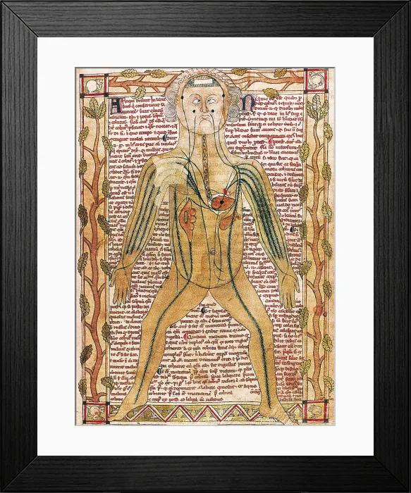 Framed Print : Ashmole manuscript 399 (1292). 'Treatise on the human body'. Arterial and venous system (fol. 19r.). Miniature Painting. UNITED KINGDOM. Oxford. Bodleian Library