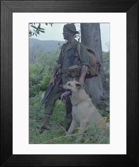Framed Print : Vietnam War. Camouflaged US Marine and his scout dog named Major in Vietnam. Nov. 1967