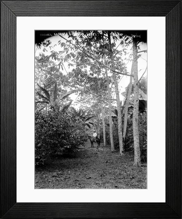 Framed Print : Rubber, coffee and banana trees, 1910s