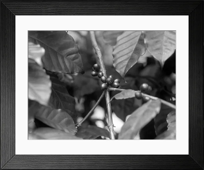 Framed Print : Detail of bean on coffee tree, 1910s Framed Print : Detail of bean on coffee tree, 1910s