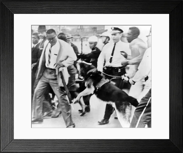 Framed Print : Police dog attacking an African American man, outside a Jackson, Mississippi, courthouse where civil rights demonstrators were on trial. 1961 Framed Print : Police dog attacking an African American man, outside a Jackson, Mississippi, courthouse where civil rights demonstrators were on trial. 1961