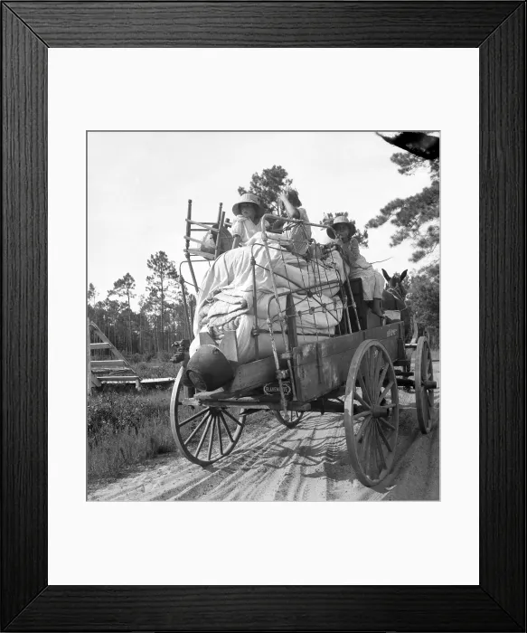Framed Print : Family moving belongings in the North Florida turpentine pine forest, July 1936. Photo by Dorothea Lange. (BSLOC_2013_7_25)
