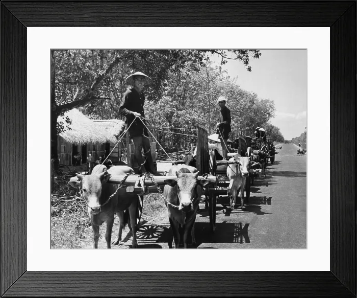 Framed Print : Internal South Vietnamese refugees. Vietnamese men driving ox carts moving their community from an isolated village to a more secure location in Binh Duong province. 1962