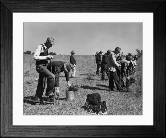 Framed Print : Civilian Conservation Corps (CCC) planting trees, ca. 1935