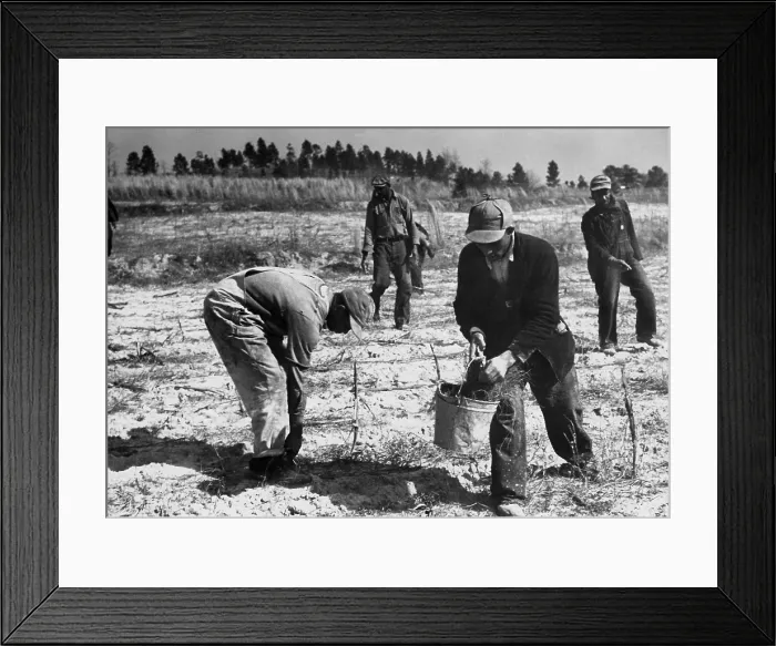 Framed Print : African American Civilian (CCC) Conservation Corps, ca. 1935. The CCC, like most New Deal programs was racially segregated. (BSLOC_2013_7_68)