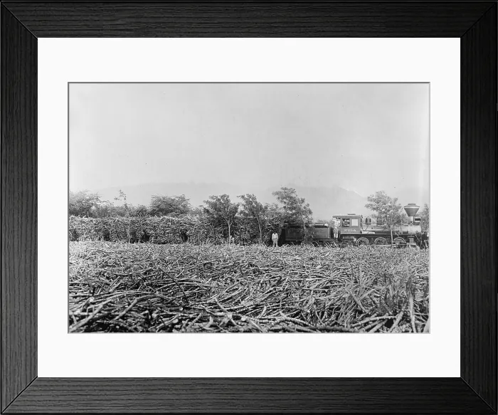 Framed Print : Hawaii. A field of harvested sugar cane on a plantation. A trainload of sugar cane in the the background. Hawaiian Islands, 1910's Framed Print : Hawaii. A field of harvested sugar cane on a plantation. A trainload of sugar cane in the the background. Hawaiian Islands, 1910's